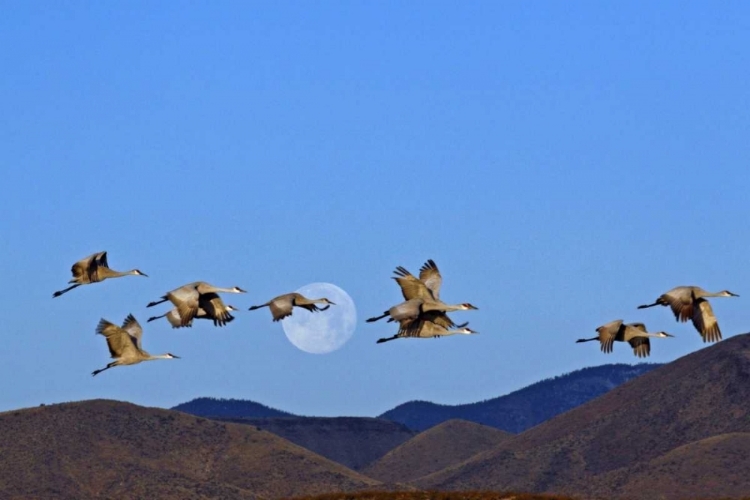 Picture of NEW MEXICO SANDHILL CRANES AND A  FULL MOON