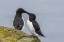 Picture of ICELAND, LATRABJARG RAZORBILLS IN COURTSHIP