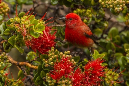 Picture of HI, HAKALAU FOREST NWR APAPANE BIRD FEEDING