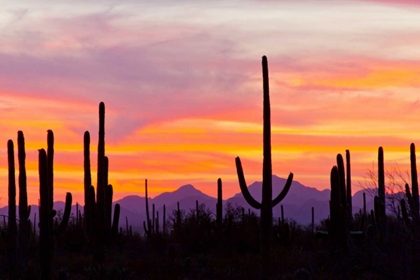 Picture of AZ, SONORAN DESERT SAGUARO CACTUS AT SUNSET