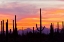 Picture of AZ, SONORAN DESERT SAGUARO CACTUS AT SUNSET