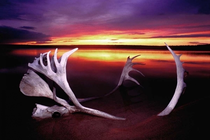 Picture of CANADA, WHITEFISH LAKE SUNSET ON CARIBOU ANTLERS