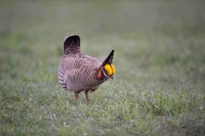 Picture of TX, PANHANDLE, MALE LESSER PRAIRIE CHICKEN STRUTS