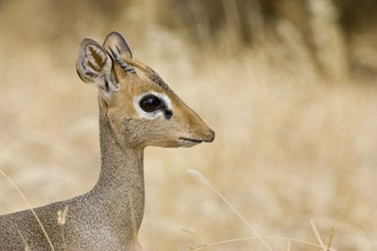 Picture of KENYA PROFILE OF DIK DIK