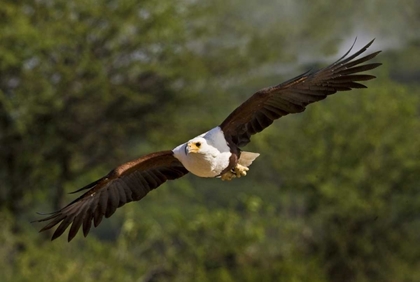 Picture of KENYA FISH EAGLE IN FLIGHT