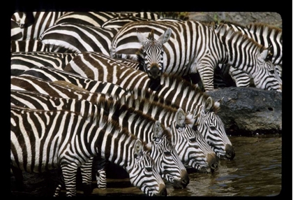 Picture of KENYA HERD OF ZEBRAS DRINKING