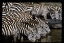 Picture of KENYA HERD OF ZEBRAS DRINKING