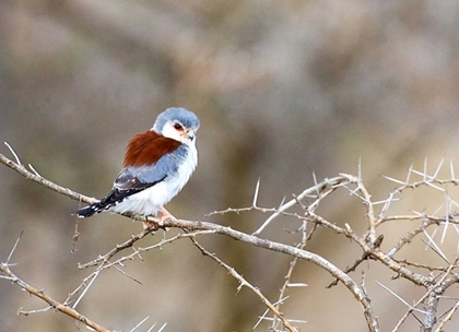 Picture of KENYA PYGMY FALCON BIRD ON LIMB