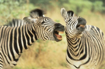 Picture of ZIMBABWE TWO ZEBRAS IN A DISPUTE