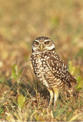 Picture of FL, POMPANO BEACH A BURROWING OWL