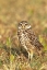 Picture of FL, POMPANO BEACH A BURROWING OWL