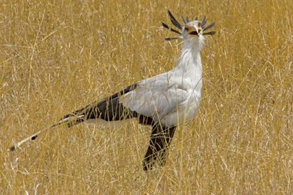Picture of KENYA SECRETARY BIRD IN TALL GRASS