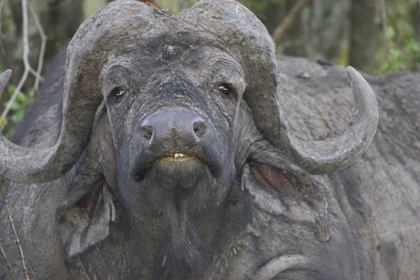 Picture of KENYA FRONTAL VIEW OF CAPE BUFFALO