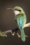 Picture of KENYA SOMALI BEE-EATER BIRD ON LIMB