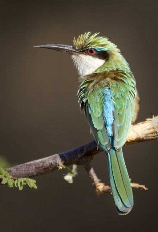 Picture of KENYA SOMALI BEE-EATER BIRD ON LIMB