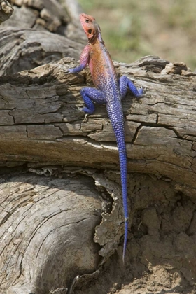 Picture of KENYA COLORFUL AFRICAN LIZARD ON LOG