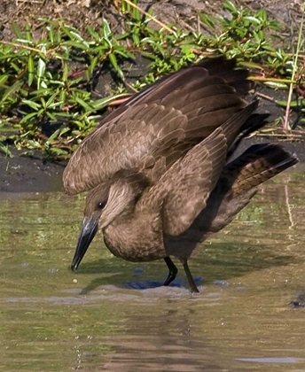 Picture of KENYA HAMERKOP BIRD BATHES IN STREAM