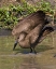 Picture of KENYA HAMERKOP BIRD BATHES IN STREAM