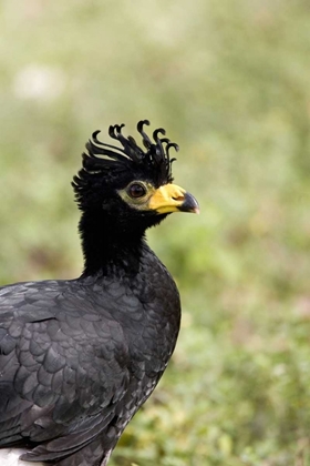 Picture of BRAZIL, PANTANAL BARE-FACED CURASSOW