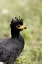 Picture of BRAZIL, PANTANAL BARE-FACED CURASSOW