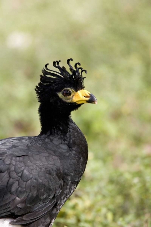 Picture of BRAZIL, PANTANAL BARE-FACED CURASSOW