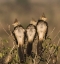 Picture of BRAZIL THREE GUIRA CUCKOOS ON A LIMB