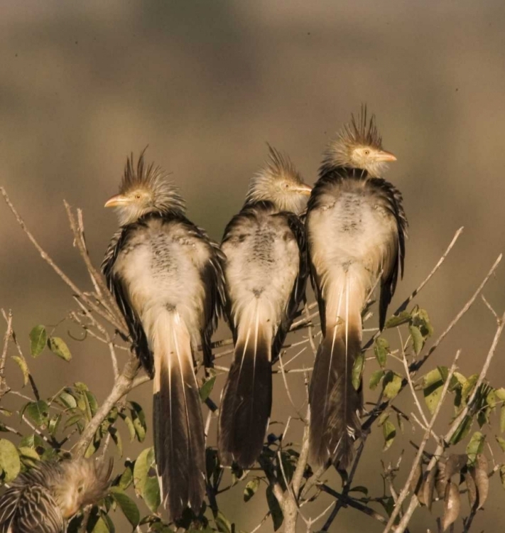 Picture of BRAZIL THREE GUIRA CUCKOOS ON A LIMB