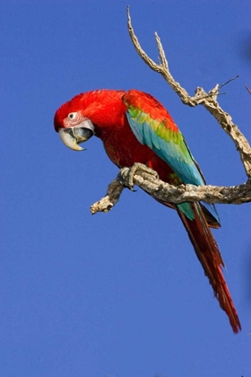 Picture of BRAZIL, PANTANAL RED AND GREEN MACAW