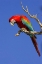 Picture of BRAZIL, PANTANAL RED AND GREEN MACAW