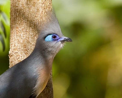 Picture of MADAGASCAR CRESTED COUA NEXT TO TREE