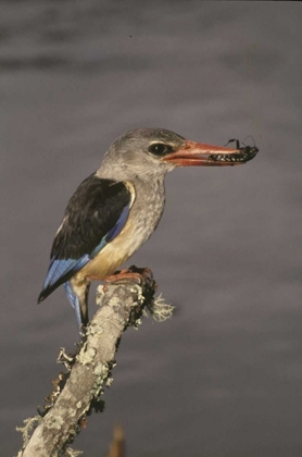Picture of KENYA GREY-HOODED KINGFISHER ON LIMB