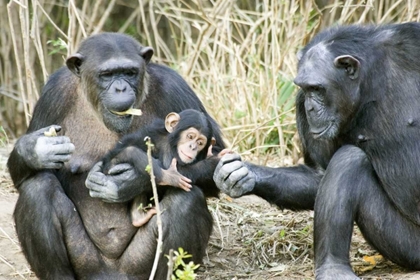 Picture of KENYA CHIMPANZEE FAMILY ON AN ISLAND