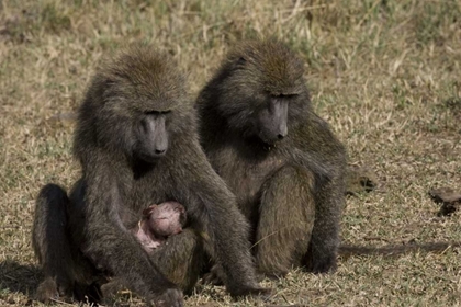 Picture of KENYA MOTHER BABOON WITH NEWBORN BABY