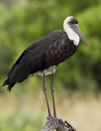 Picture of KENYA ABDIMS STORK PERCHED ON BRANCH
