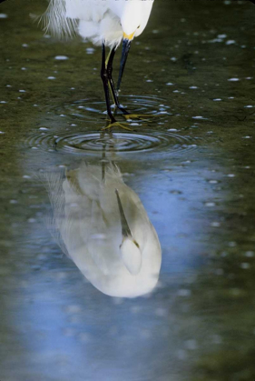 Picture of FLORIDA SNOWY EGRET  IN WATER HUNTING
