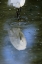 Picture of FLORIDA SNOWY EGRET  IN WATER HUNTING