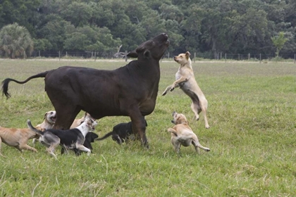 Picture of FL, HERDING DOGS CONFRONTS A STRAY COW