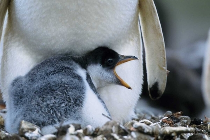 Picture of FALKLAND ISLANDS GENTOO PENGUIN CHICK