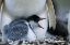 Picture of FALKLAND ISLANDS GENTOO PENGUIN CHICK