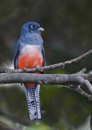 Picture of ECUADOR BLUE-CROWNED TROGON ON BRANCH