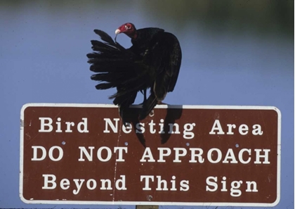 Picture of FL, TURKEY VULTURE PREENS ITS FEATHERS