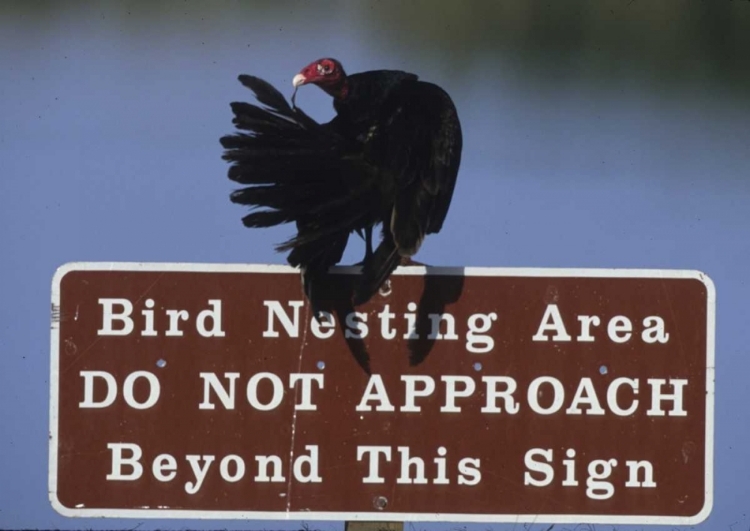 Picture of FL, TURKEY VULTURE PREENS ITS FEATHERS