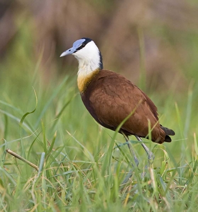 Picture of KENYA CLOSE-UP OF JACANA BIRD IN GRASS