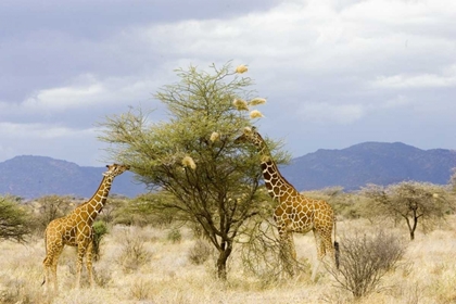 Picture of KENYA TWO GIRAFFES EAT LEAVES OFF TREE