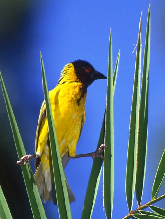 Picture of KENYA MASKED WEAVER BIRD GRASPS LEAVES