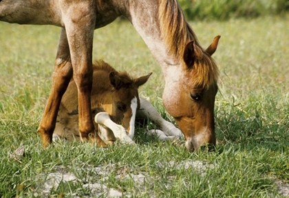 Picture of USA, FLORIDA CLOSE-UP OF MARE AND FOAL