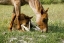 Picture of USA, FLORIDA CLOSE-UP OF MARE AND FOAL
