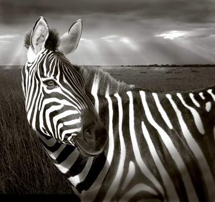 Picture of KENYA BLACK AND WHITE OF ZEBRA AND PLAIN