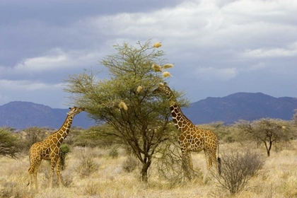 Picture of KENYA TWO GIRAFFES MUNCH ON TREE LEAVES