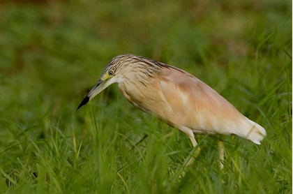 Picture of KENYA SQUACCO HERON BIRD IN GREEN GRASS